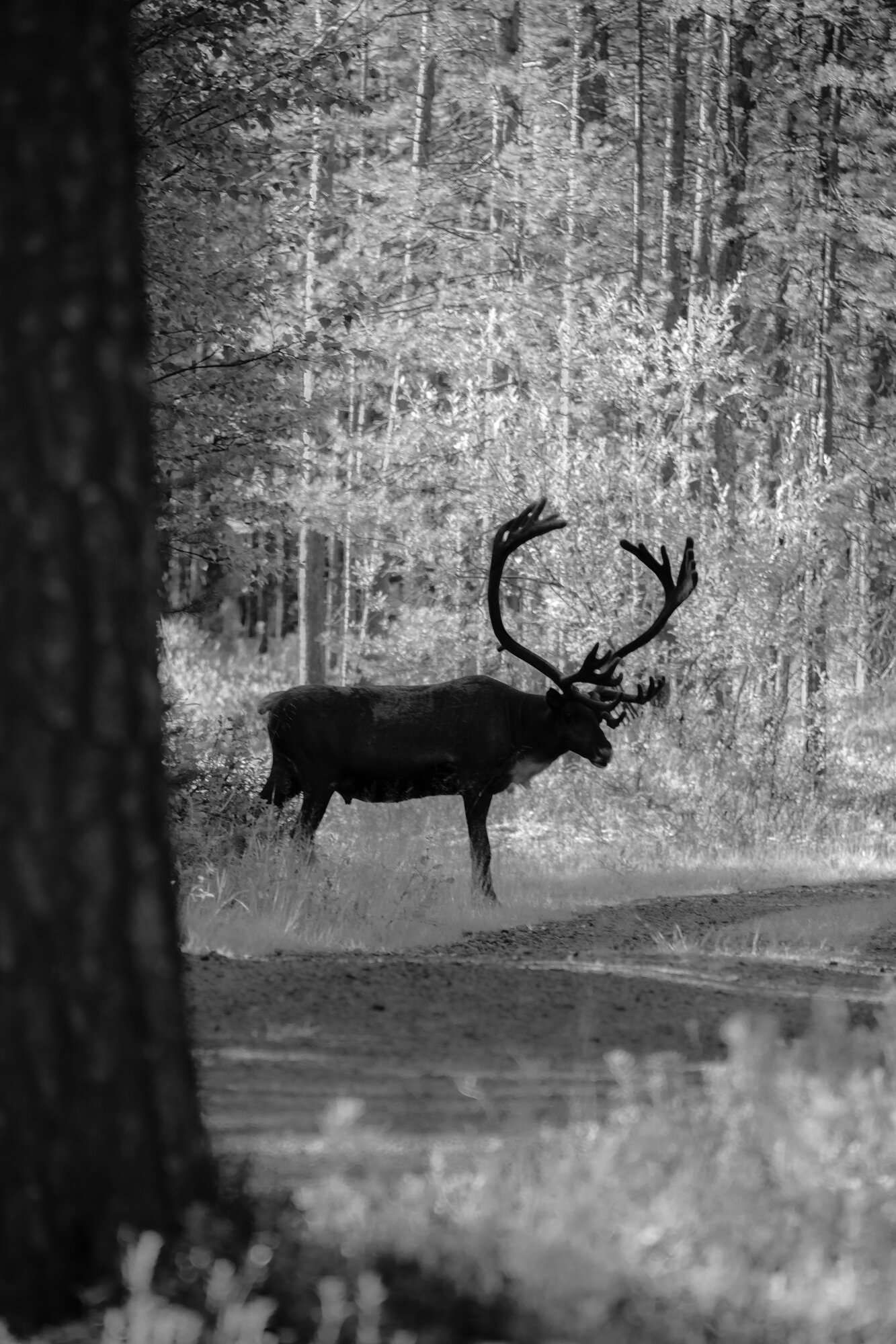 Lapland-37.jpg