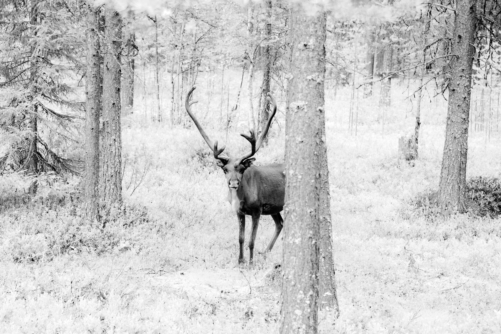 Lapland-39.jpg