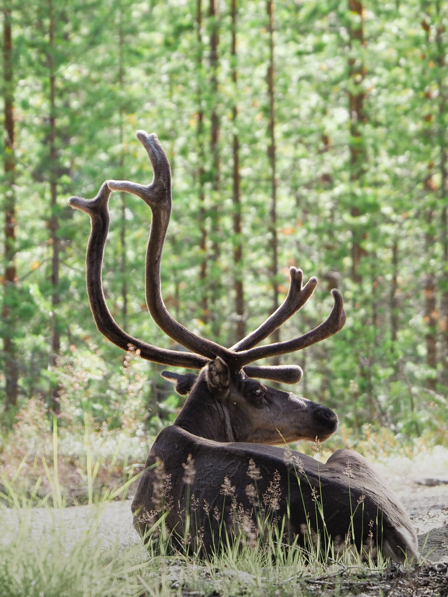 Lapland-47.jpg
