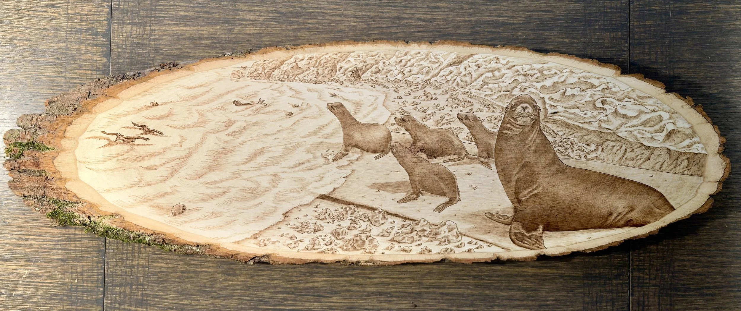  “Release” depicts a scene at Chimney Rock in Point Reyes National Seashore where The Marine Mammal Center releases most of our patients. This spot means so much to the people that work and volunteer at TMMC showcases the release of several Californi