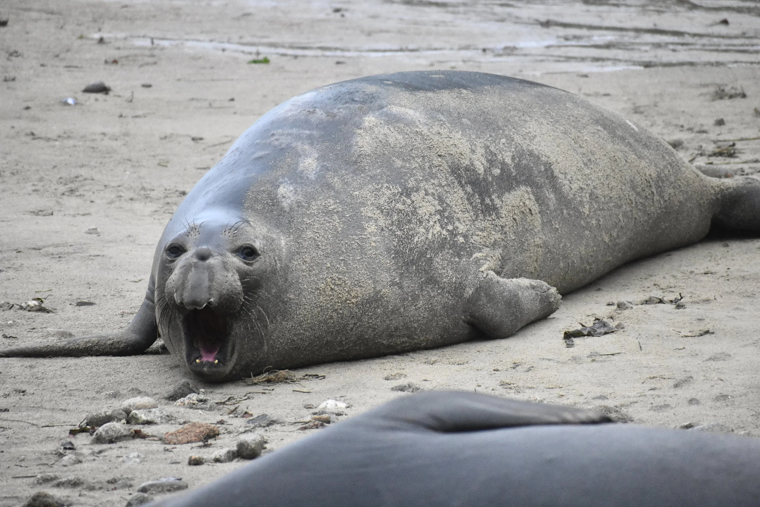 Female Elephant Seal