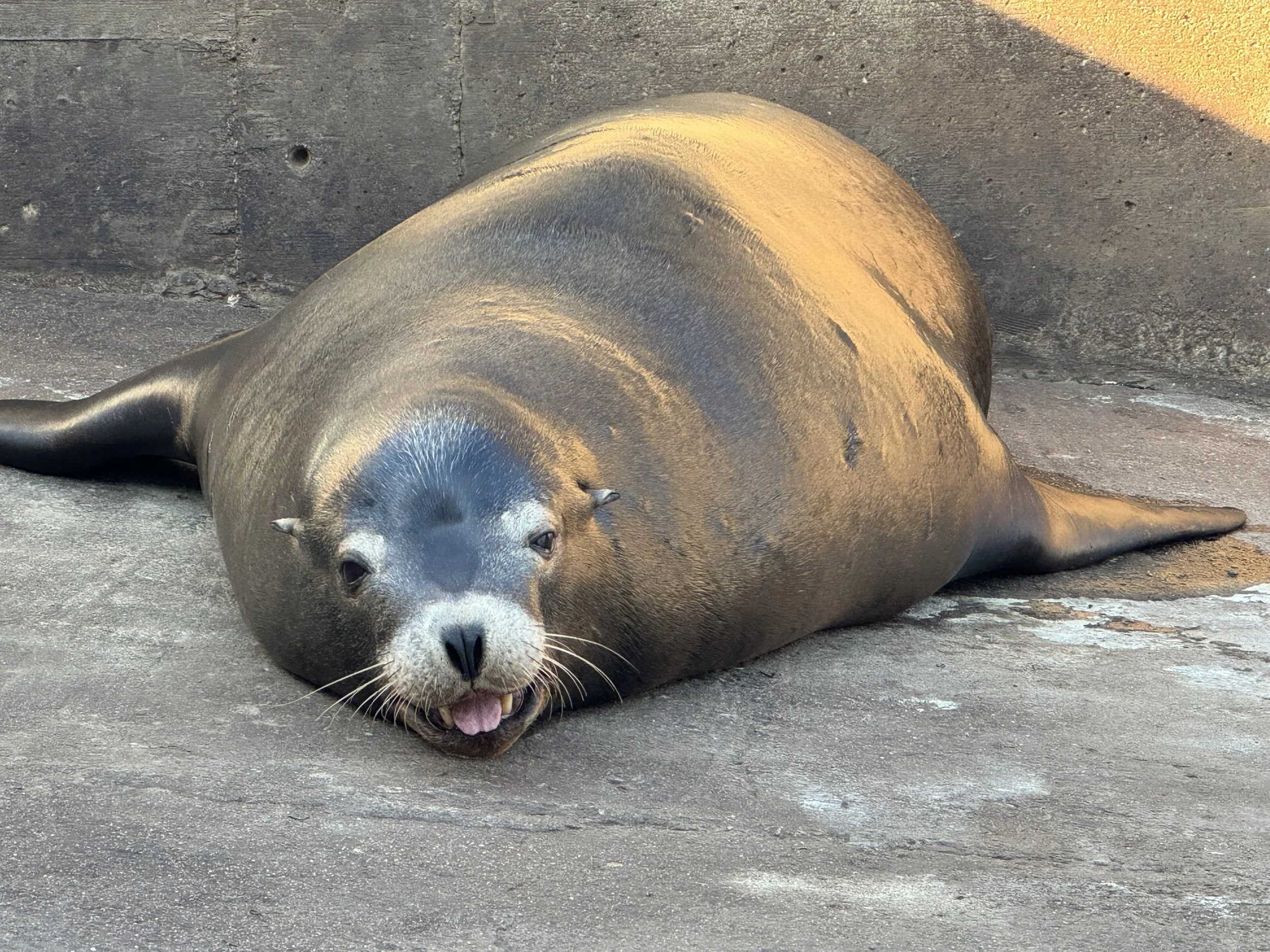 Sea Lion Mlem