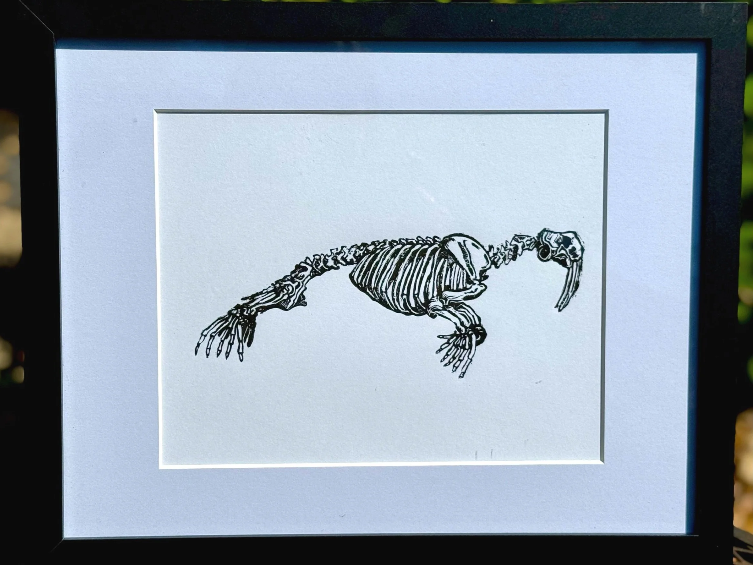Walrus%2BSkeleton.jpg