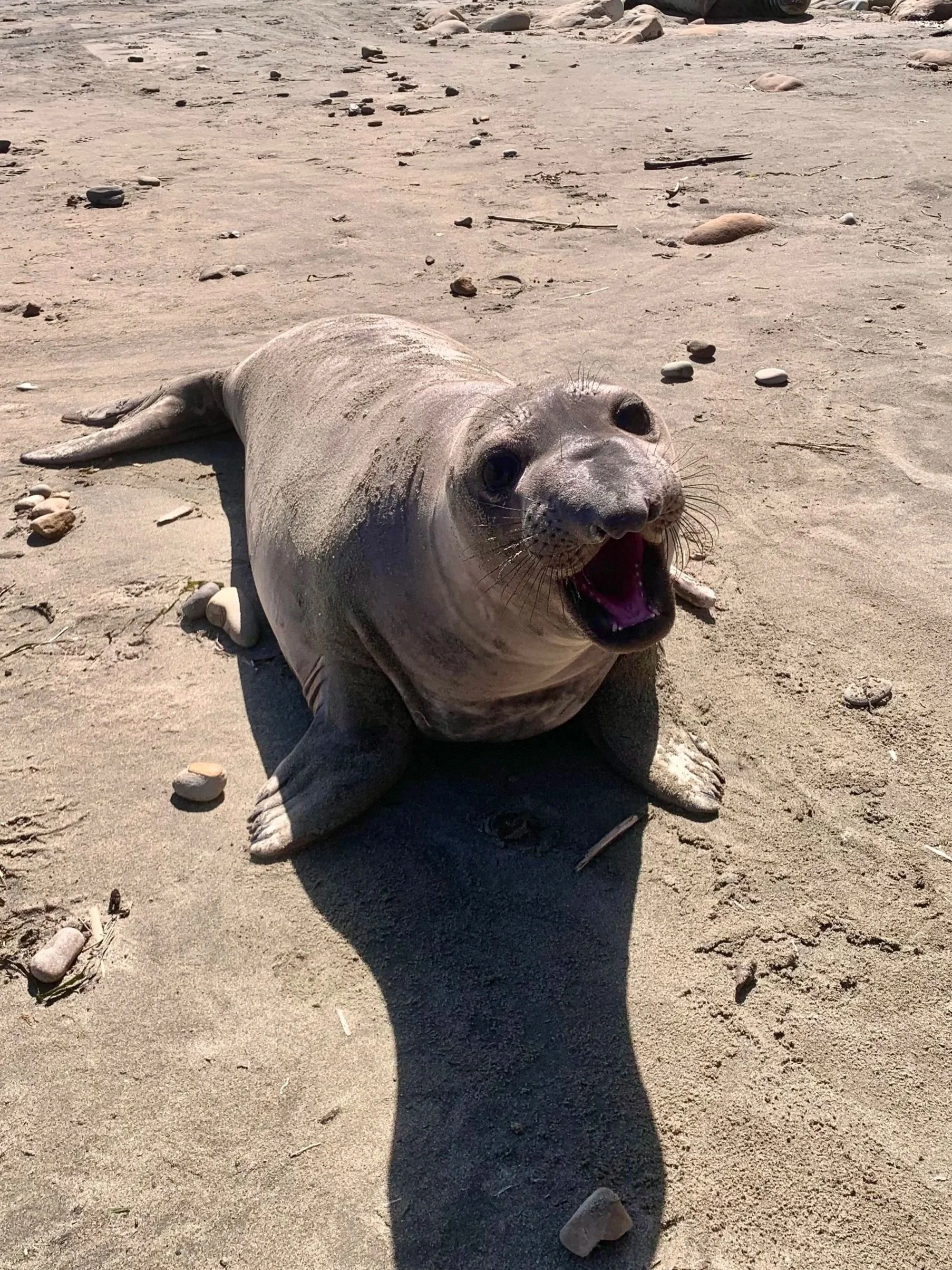 An elephant seal pup on the beach squares off with the viewer and screams with its mouth open