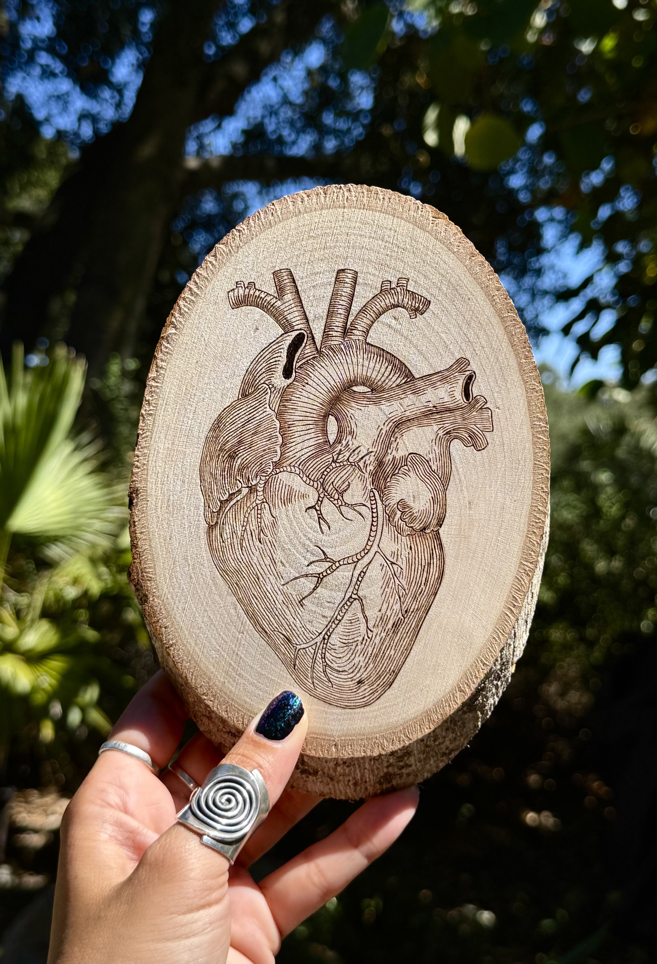 Anatomical Heart