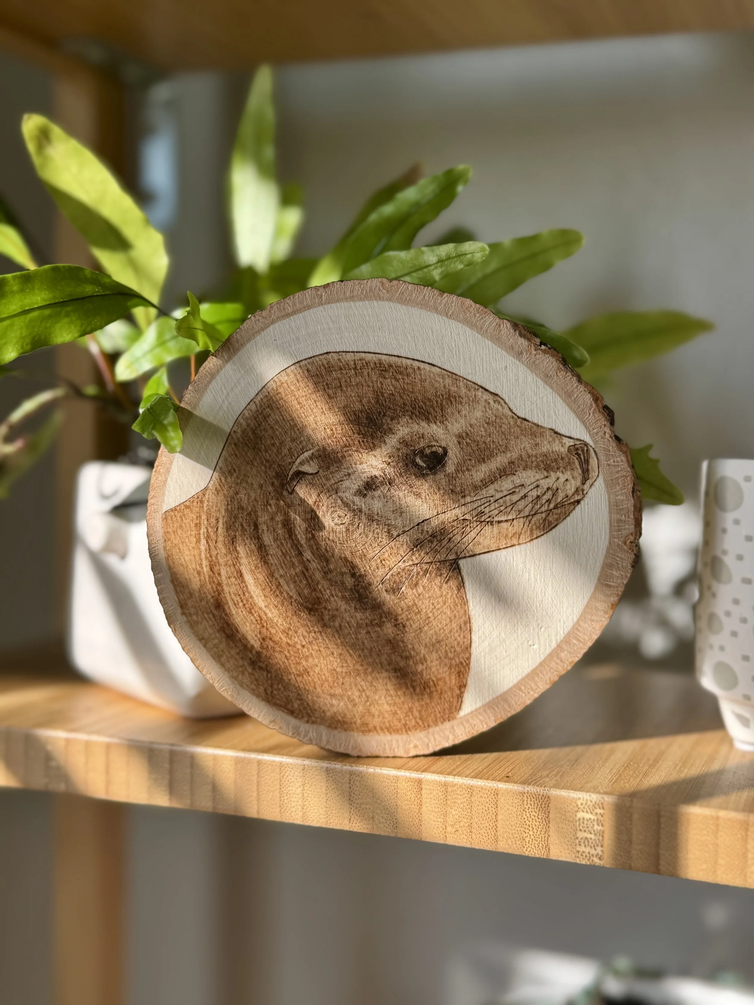 A 5 inch wood slice with paper-white wood and a woodburned adult male California sea lion in right profile the viewer. The round is shown in front of a small white plant pot on a wooden stand