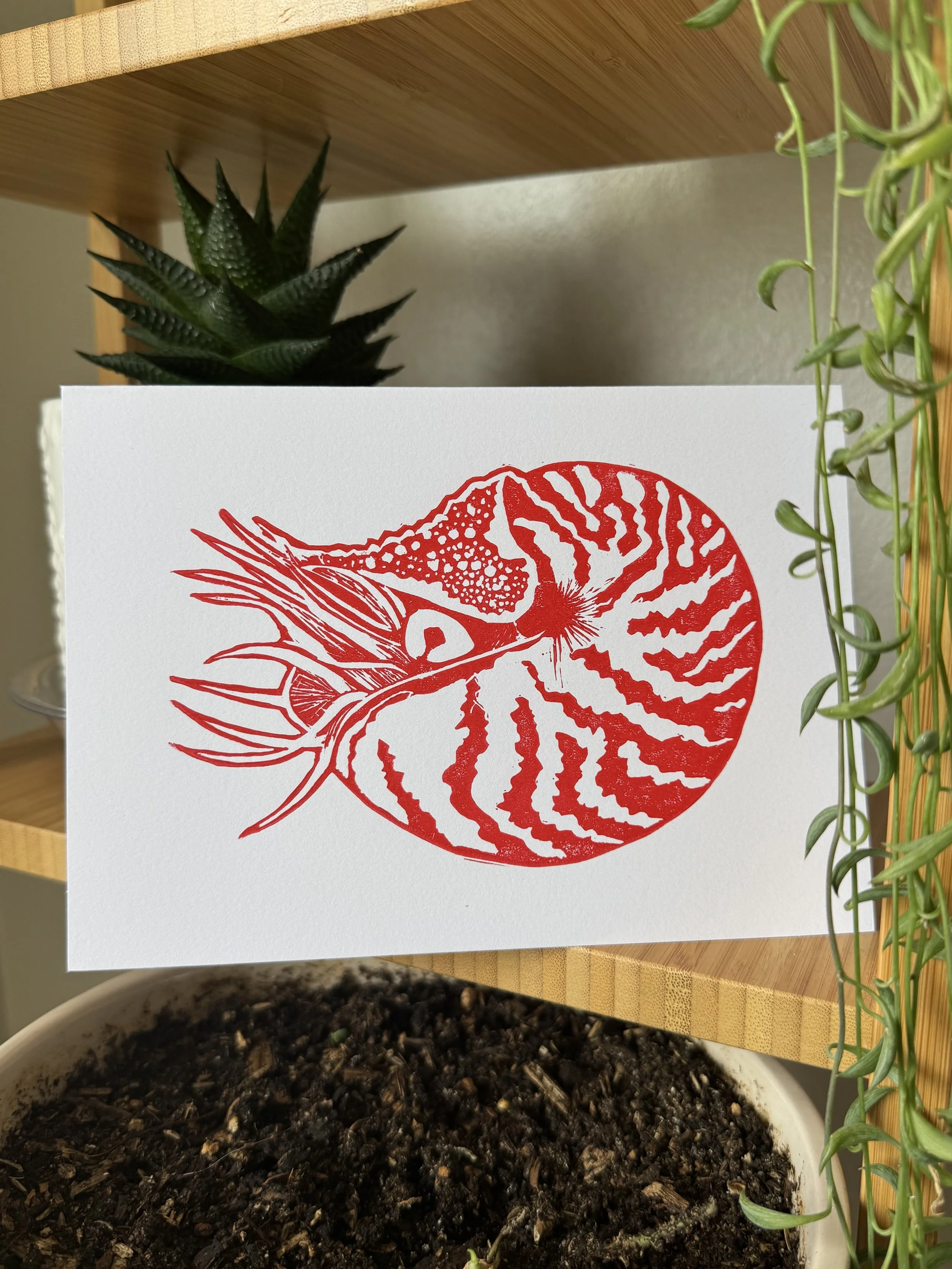 Nautilus