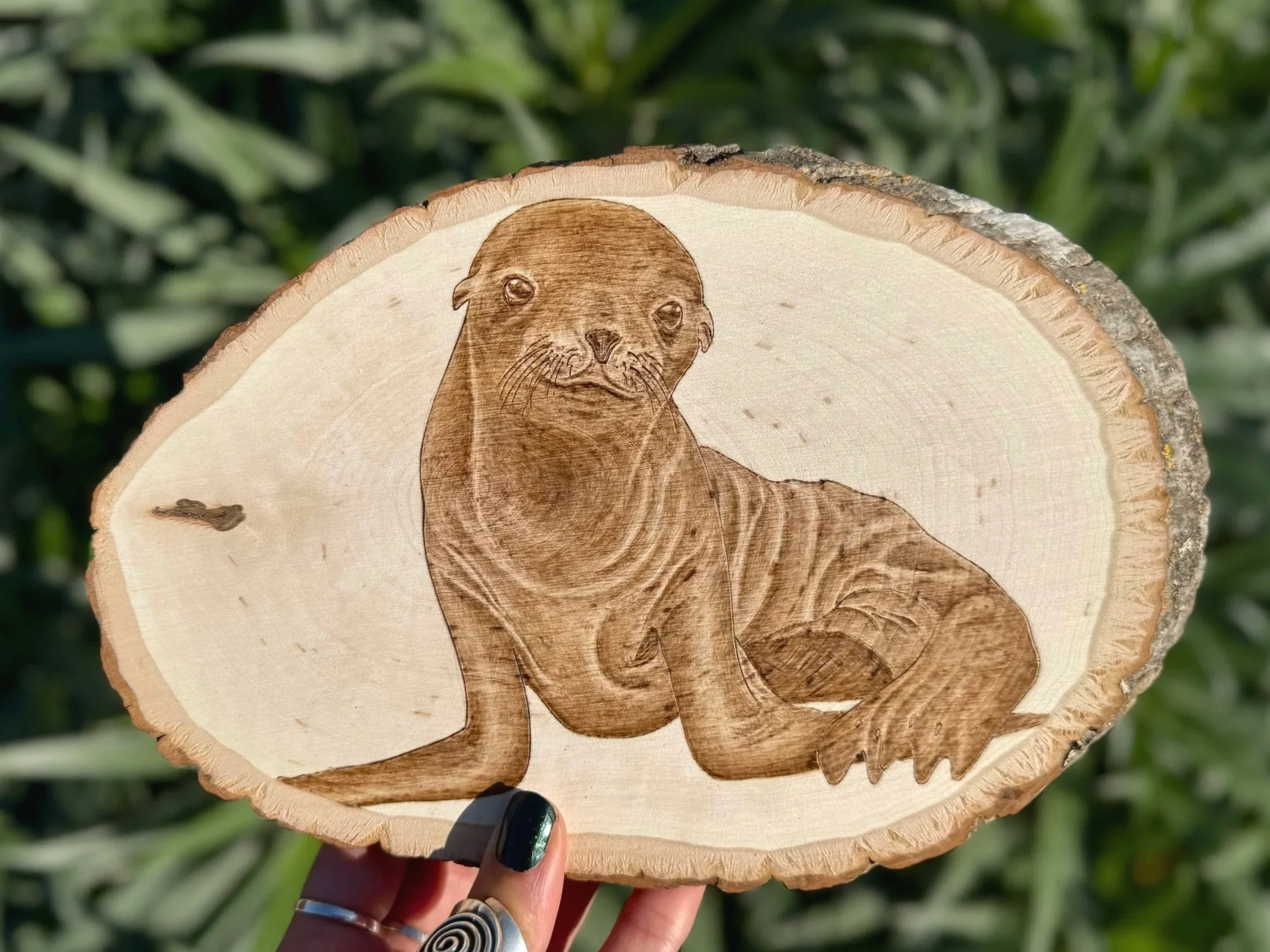 A woodburned skinny sea lion pup with loose skin wrinkles looks at the viewer.