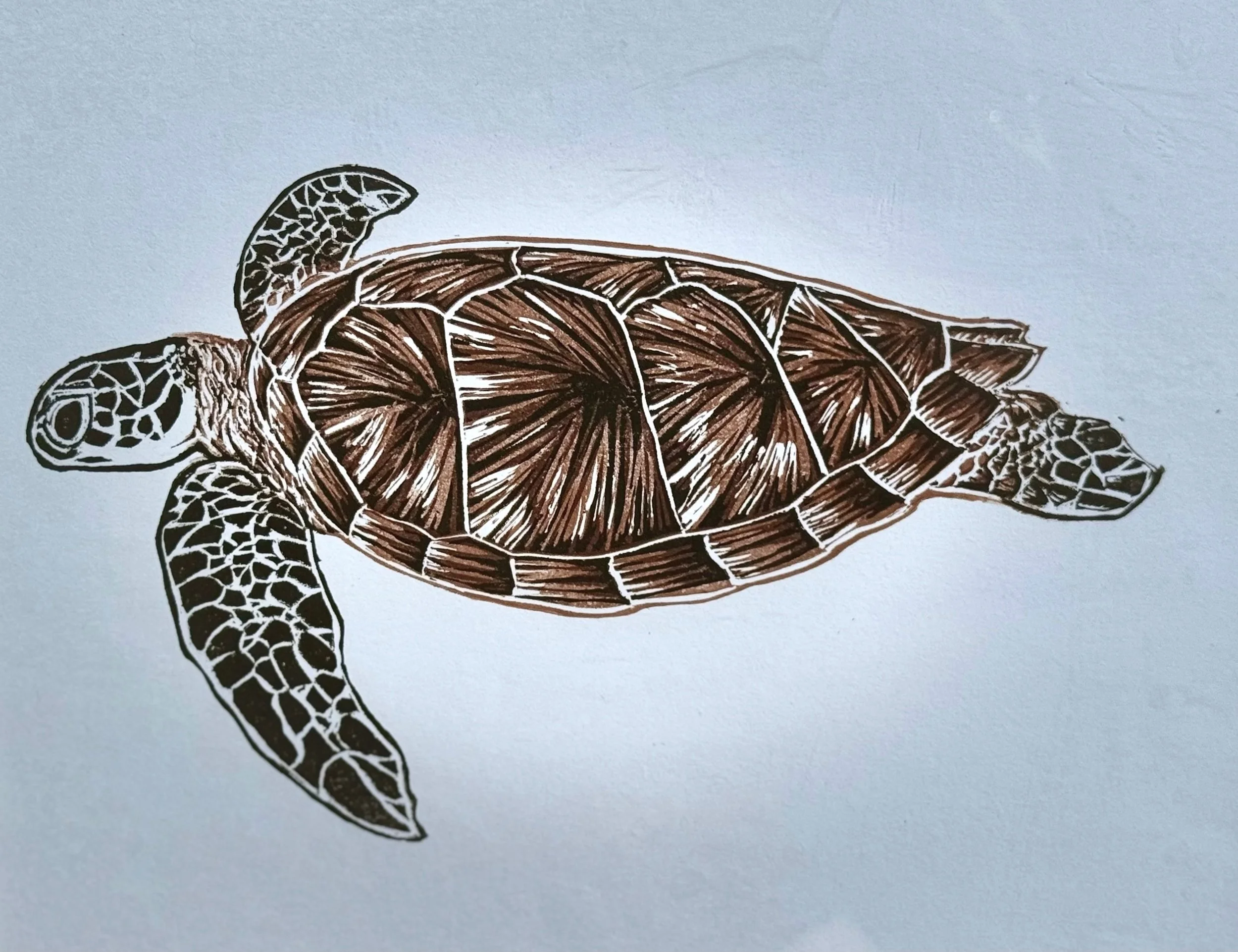 Sea+Turtle+2.jpg