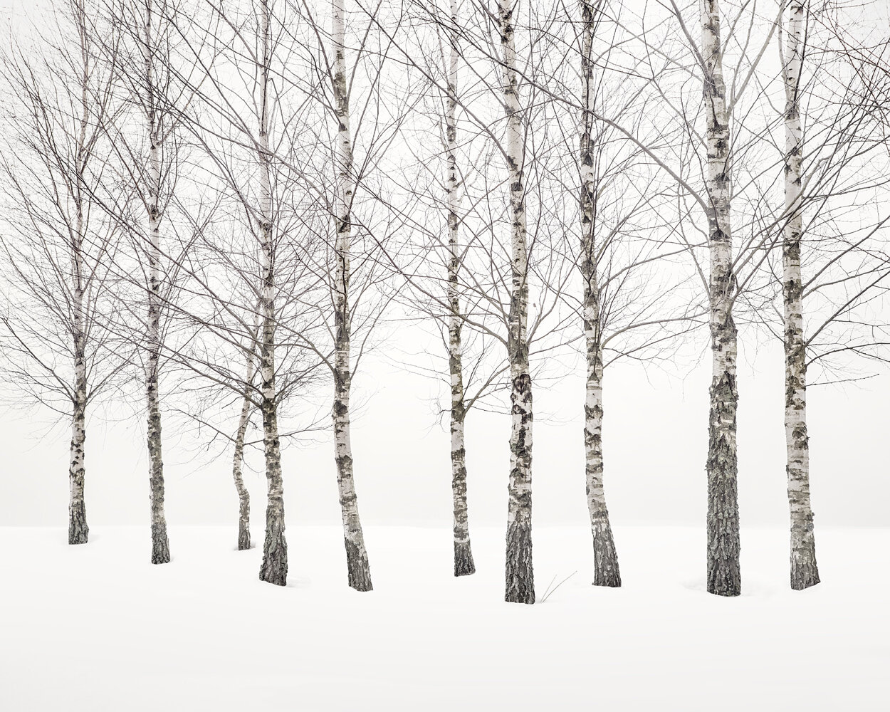 Winter Birches, 2020 