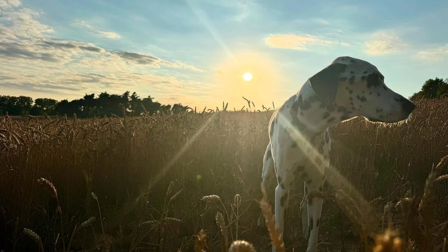 Dexter deserves a spot on the grid. 
In suffolk for a week to get my van somewhat ready to live in from the end of the month. 
Took dexy for a stroll whilst at the kersey bell beer festival. 
And even if I do say so, this picture came out pretty d