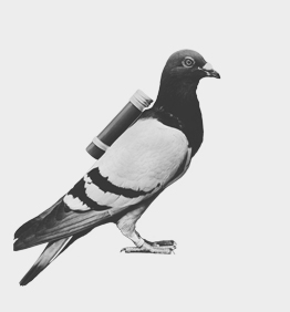 carrier-pigeon.jpg