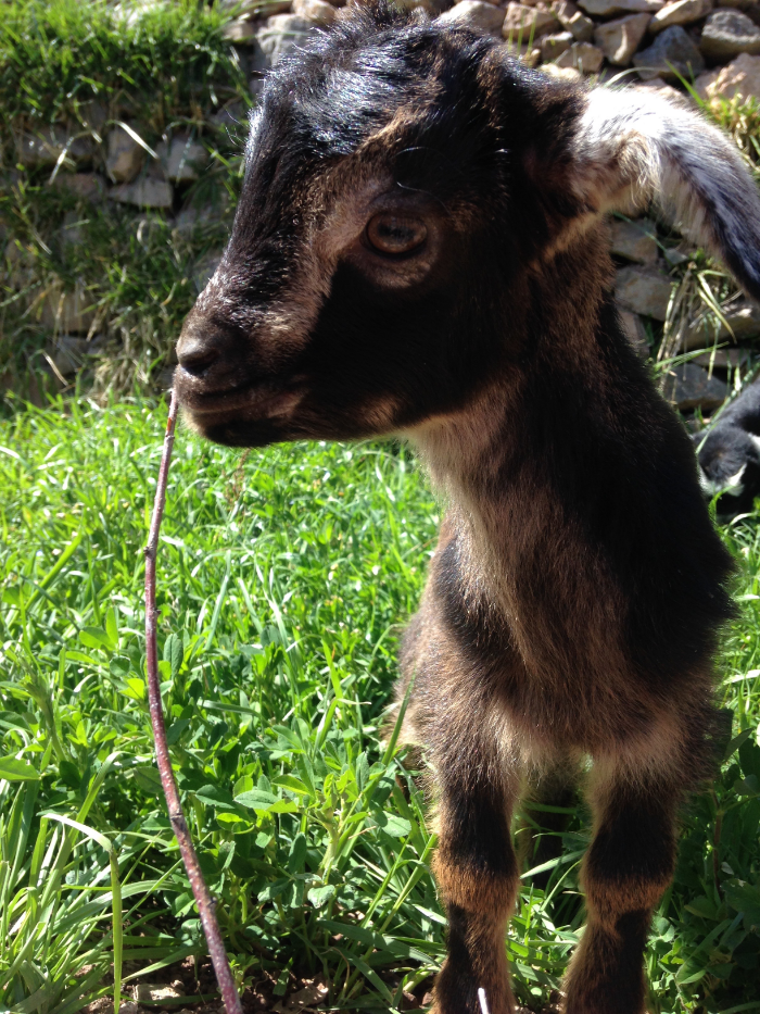 Adorable local goats.