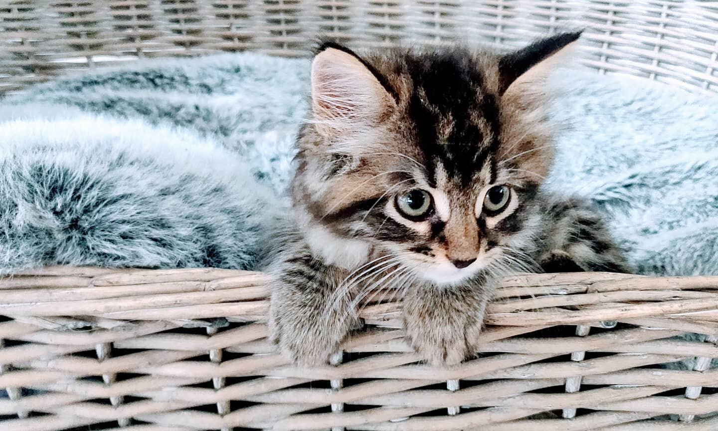 Erwin Collin Pratt, the newest fluffiest member of our family 😍

#kittiesofinstagram #fluffballkitty #stillakitten #petlife #kittenlove #kittycat