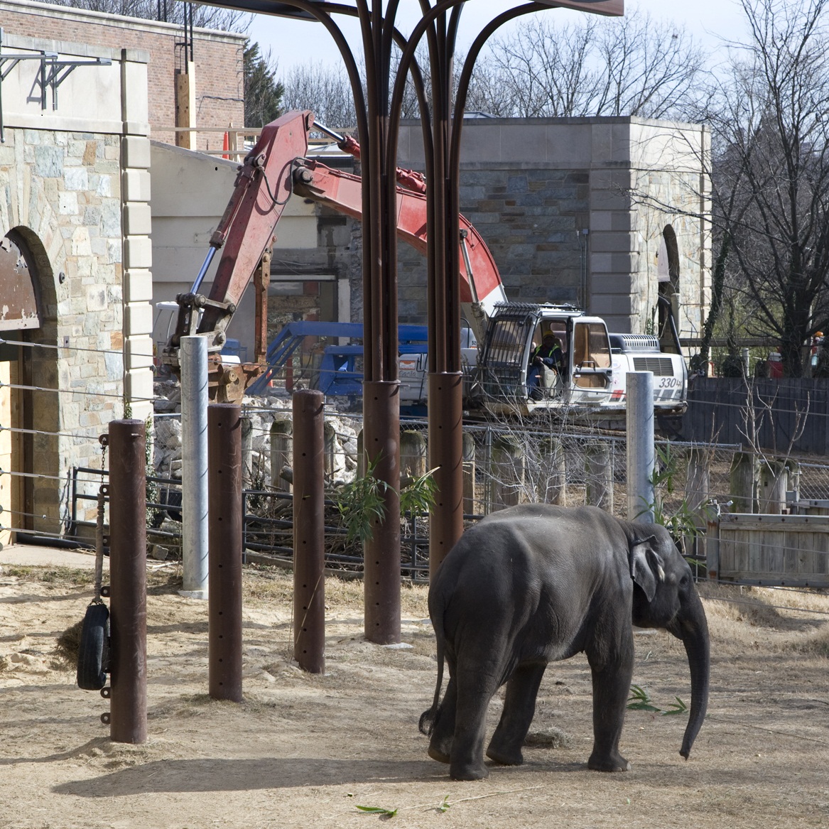 Elephant Center Restoration