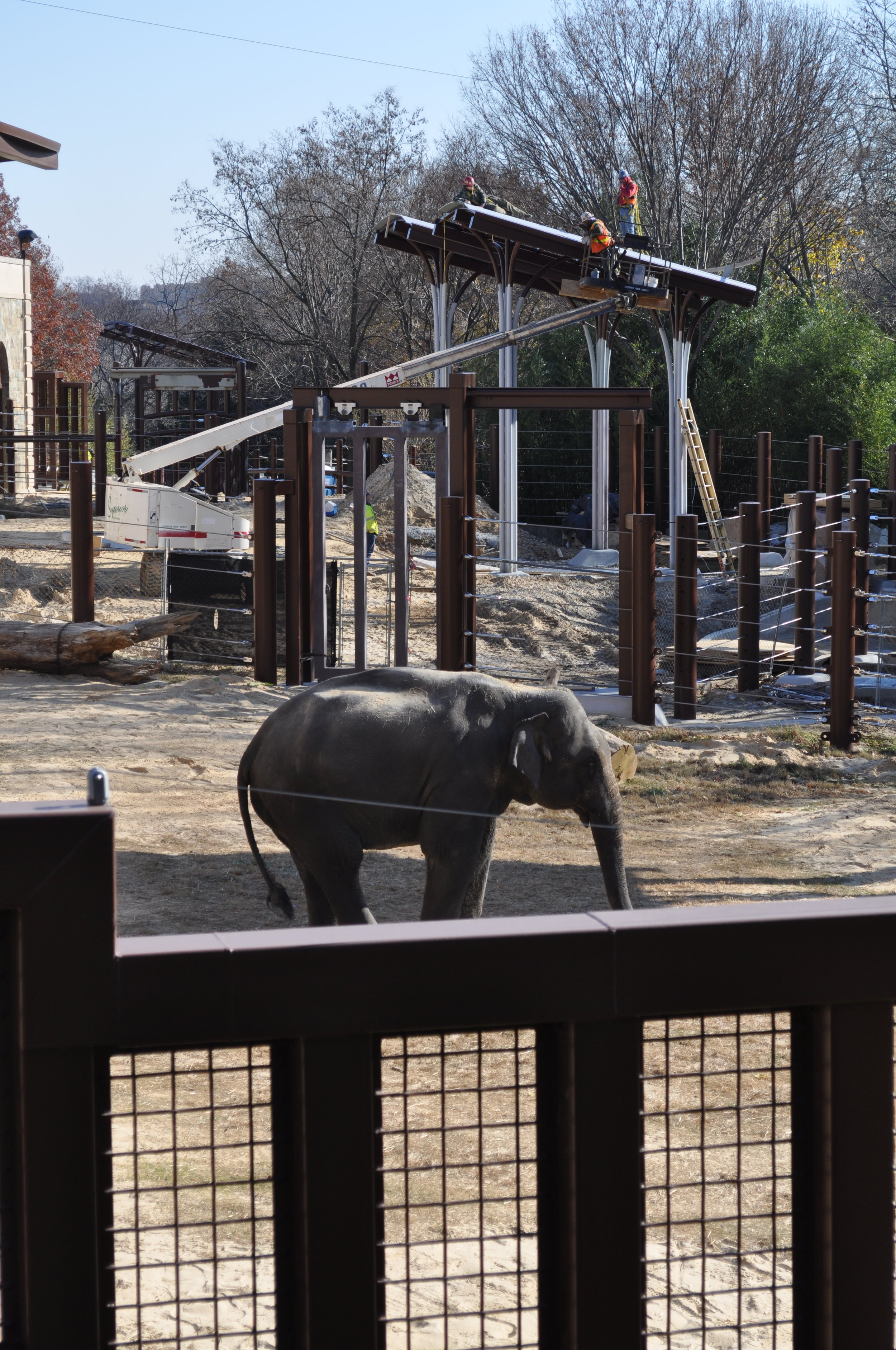 Elephant Community Center Restoration