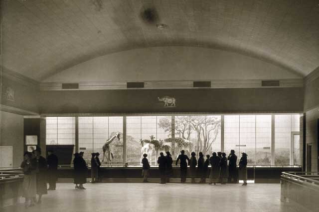 Elephant House Interior, Giraffes 1938.jpg