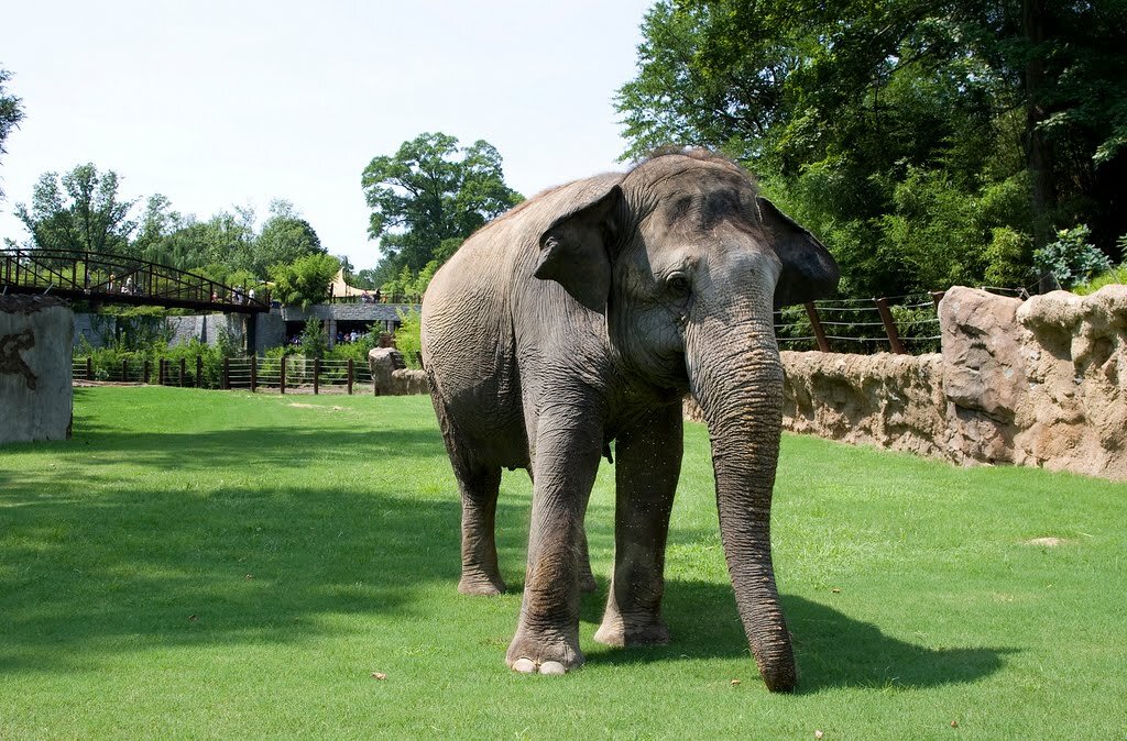 New elephant in yard.jpg
