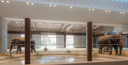 Elephant Center Restoration