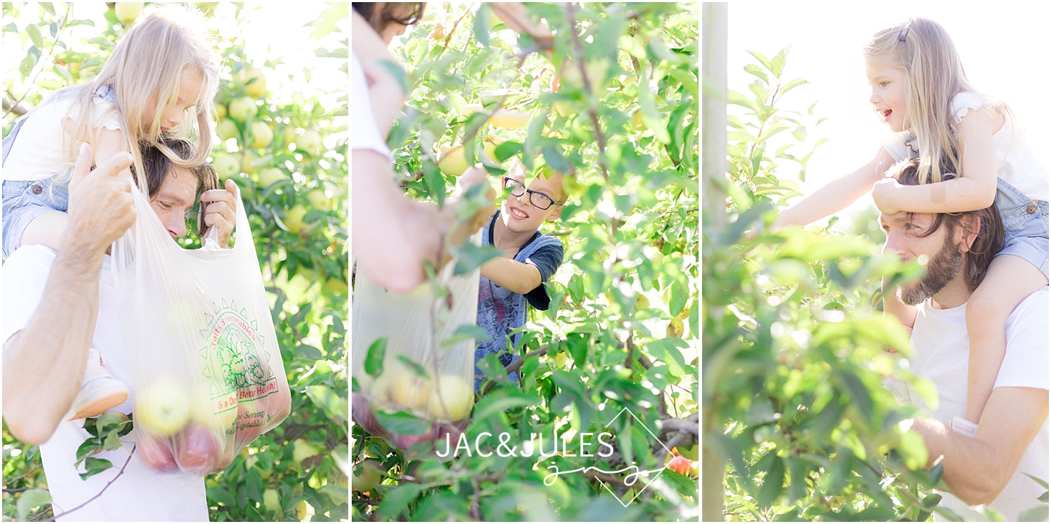 picking apples at eastmont orchards in colts neck nj
