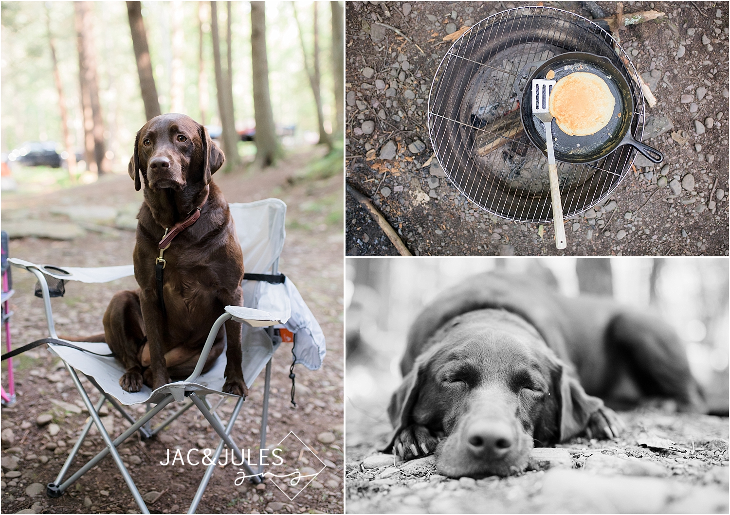 chocolate lab at kittatinny campground
