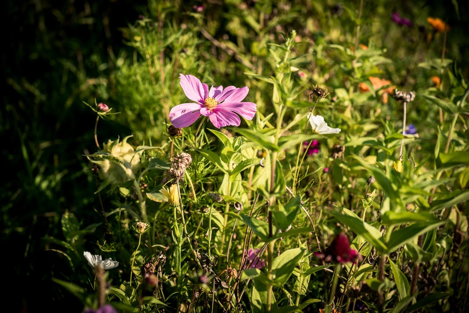 Vlindertuin, helaas geen vlinders vandaag