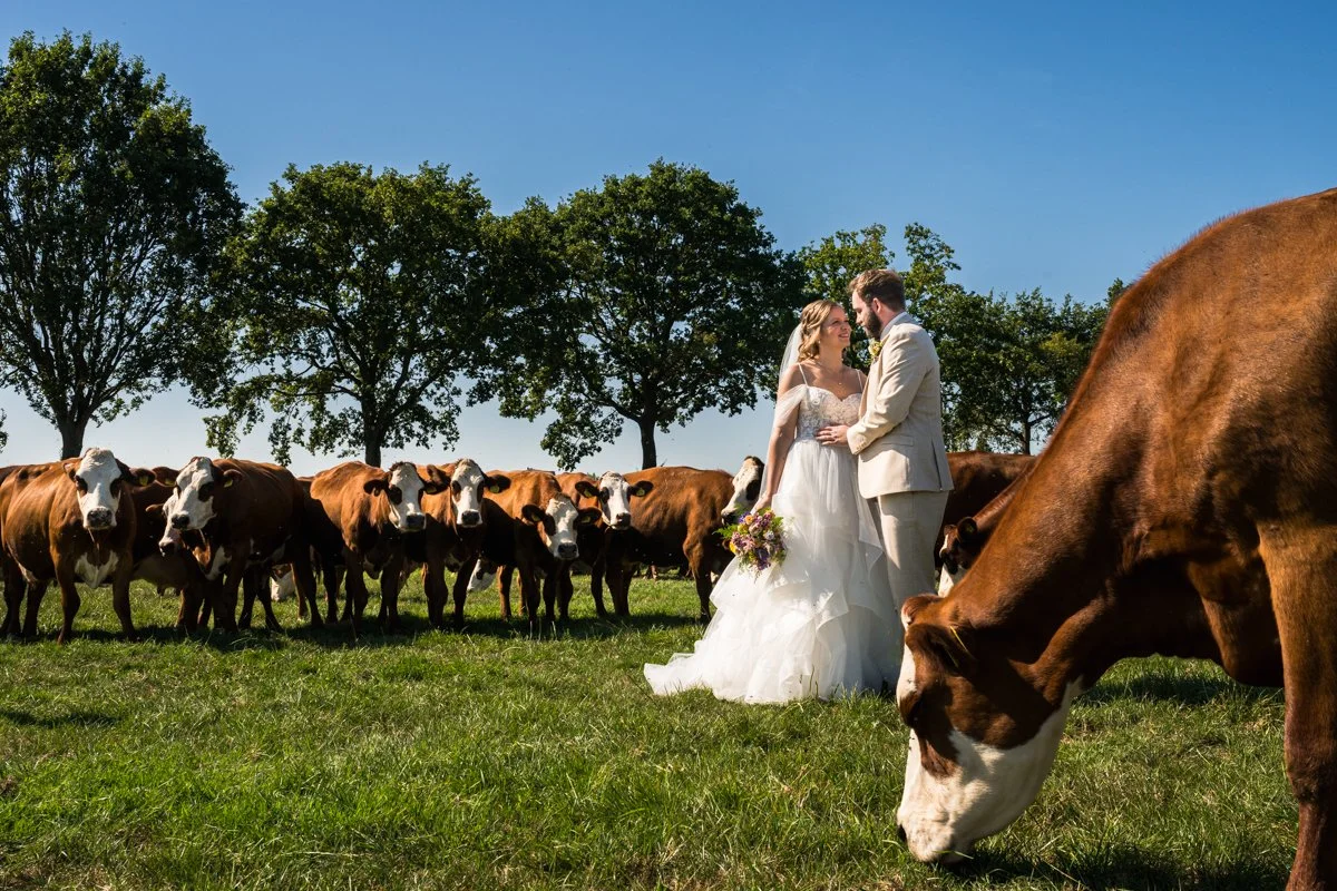 trouwfoto's dieren koeien natuur, boeren bruiloft