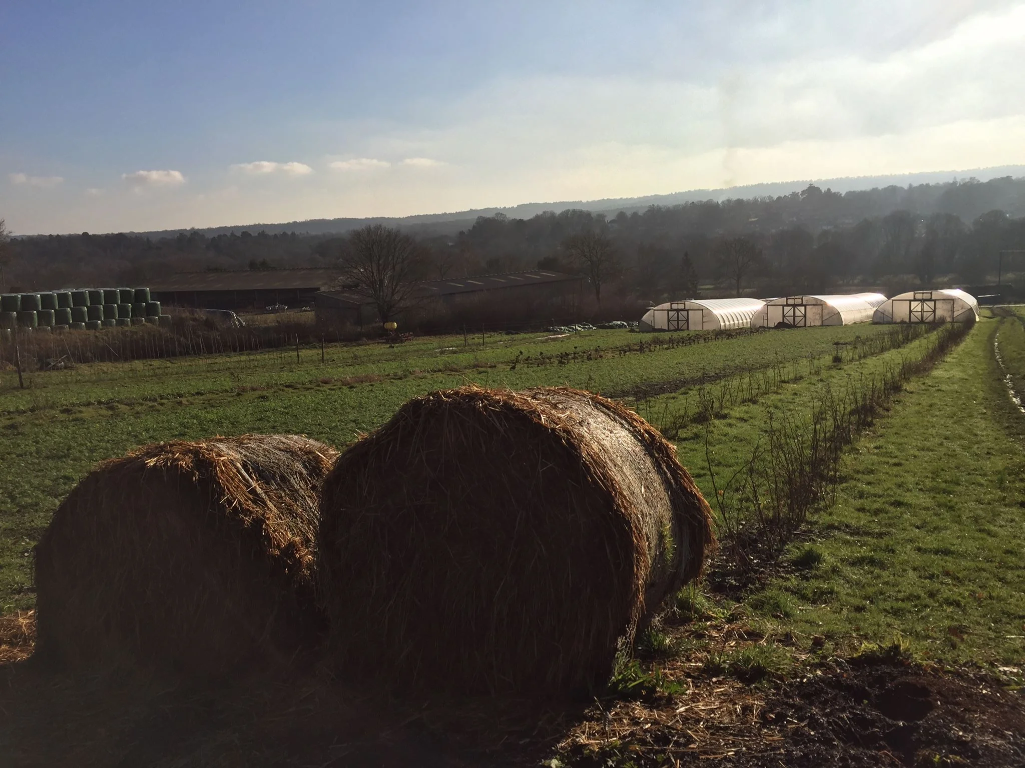 Tablehurst - a beautiful biodynamic farm in the heart of Forest Row village... where it all started