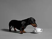 Getty Images: In case you were wondering, this is what a dachshund looks like. To be clear, this is not an actual picture of my dachshund, but rather, a dachshund file photo. But, how adorable is it that he's drinking out of a coffee cup?!?