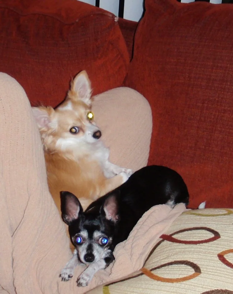 A New Member of the Family?