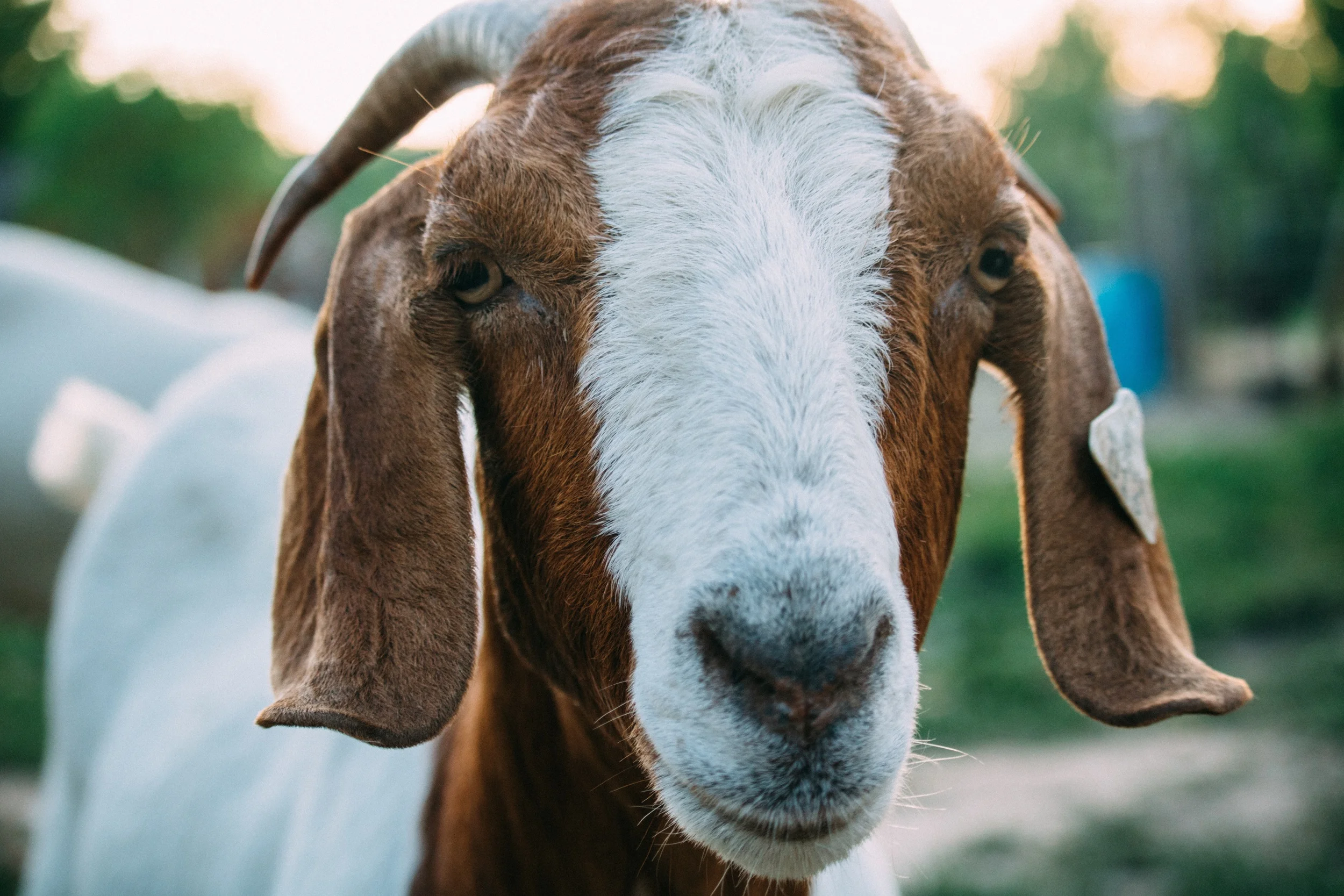 A Goat (Photo Credit: Fineas Anton, Unpslash.com)