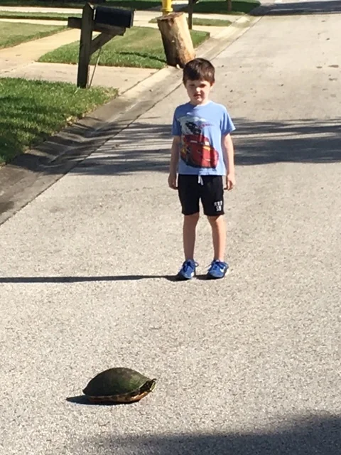 A Turtle Doesn't Run Through It