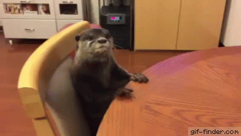 animal on table.gif