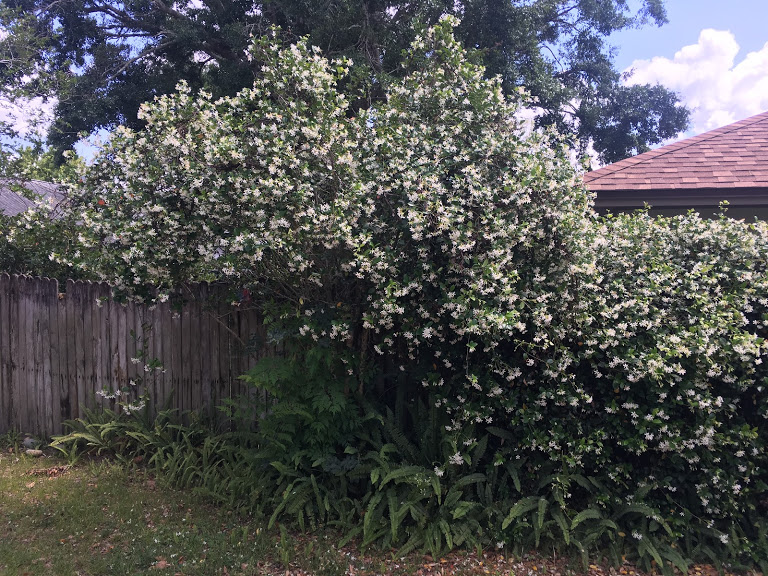 The Tree and the Honeysuckle Vine