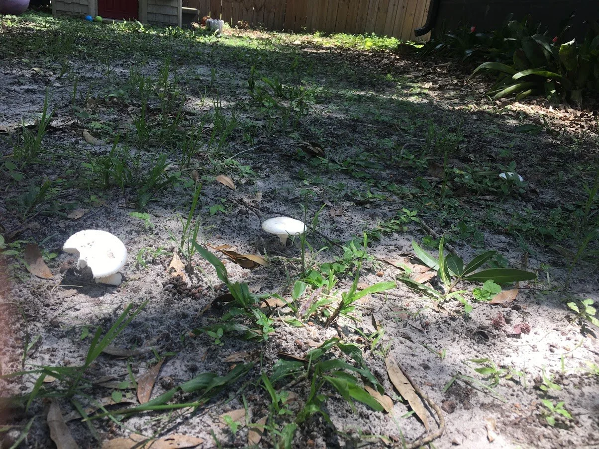 Big World Events and a Fatherless Father's Day