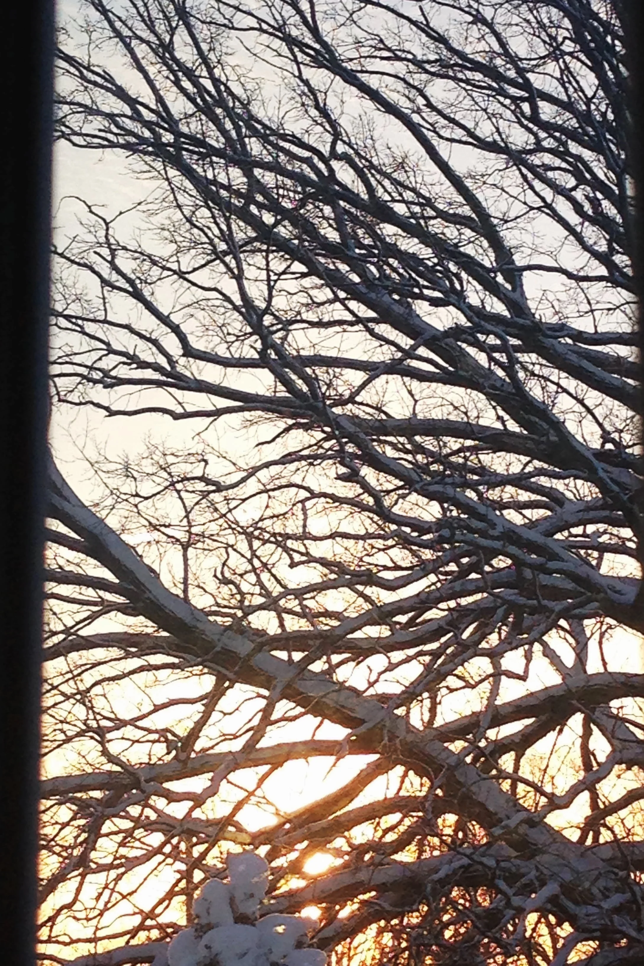 Trimming/Pruning Trimming keeps your trees healthy and is an important aspect in maintaining a safe property. Our certified Arborist can guide you in making a sound decision for your needs. Whether it’s to remove dead/dangerous branches or to thin out/raise the canopy, we will create a plan to accomplish the task. 