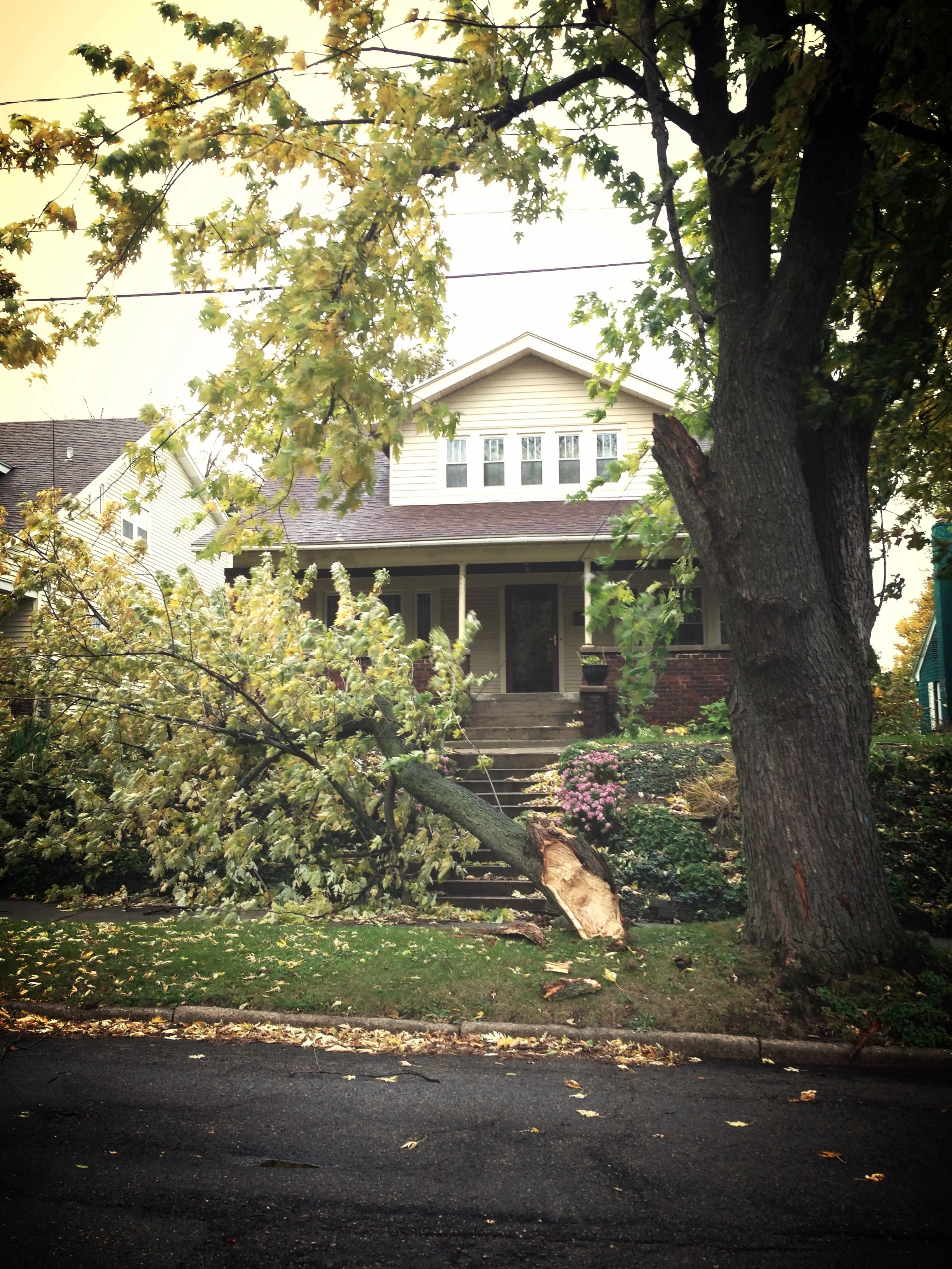 Emergency Storm Clean Up In the event of storm damage we will react promptly to your request. Working to ensure safety and prevent further damage by removing fallen trees and/or branches, will be our priority. We will communicate with you and your insurance company openly and honestly to get you back on track.