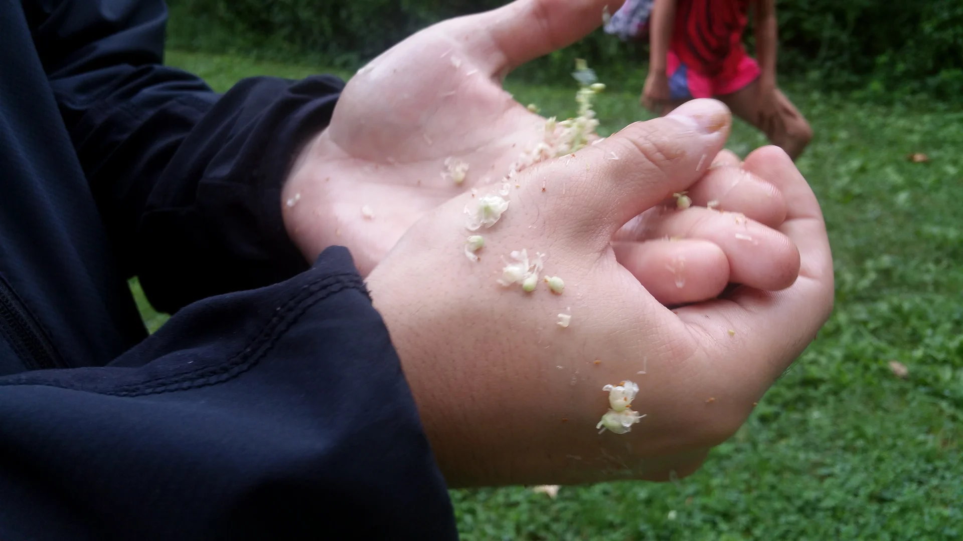 Anthony using Sweet Pepperbush to wash his hands