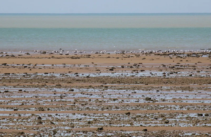 Playa de Montijo, Spain from iberia-natur.com