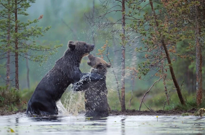 rewildingeurope.com