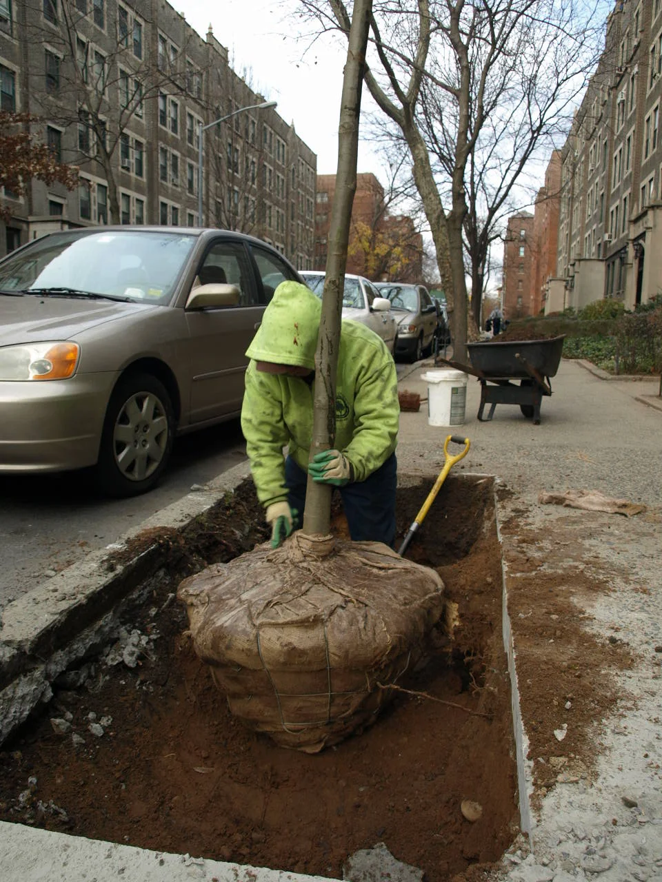 NYC Million Trees Project