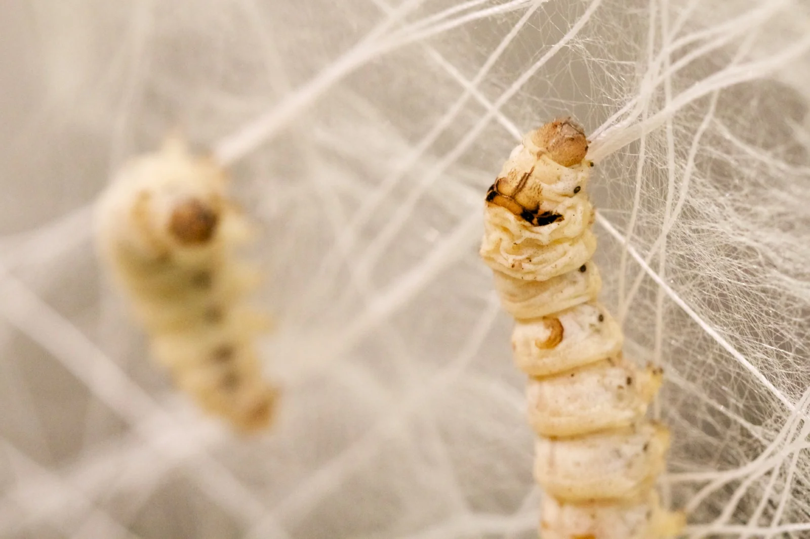 Silk_Pavilion_silkworm2.jpg