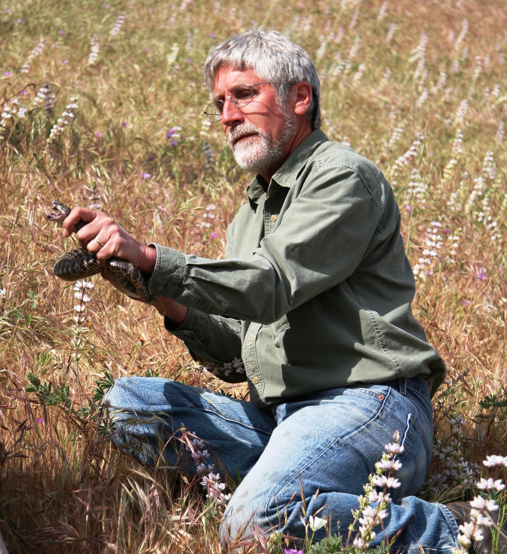 Pete Bloom, raptor biologist, Tejon Ranch