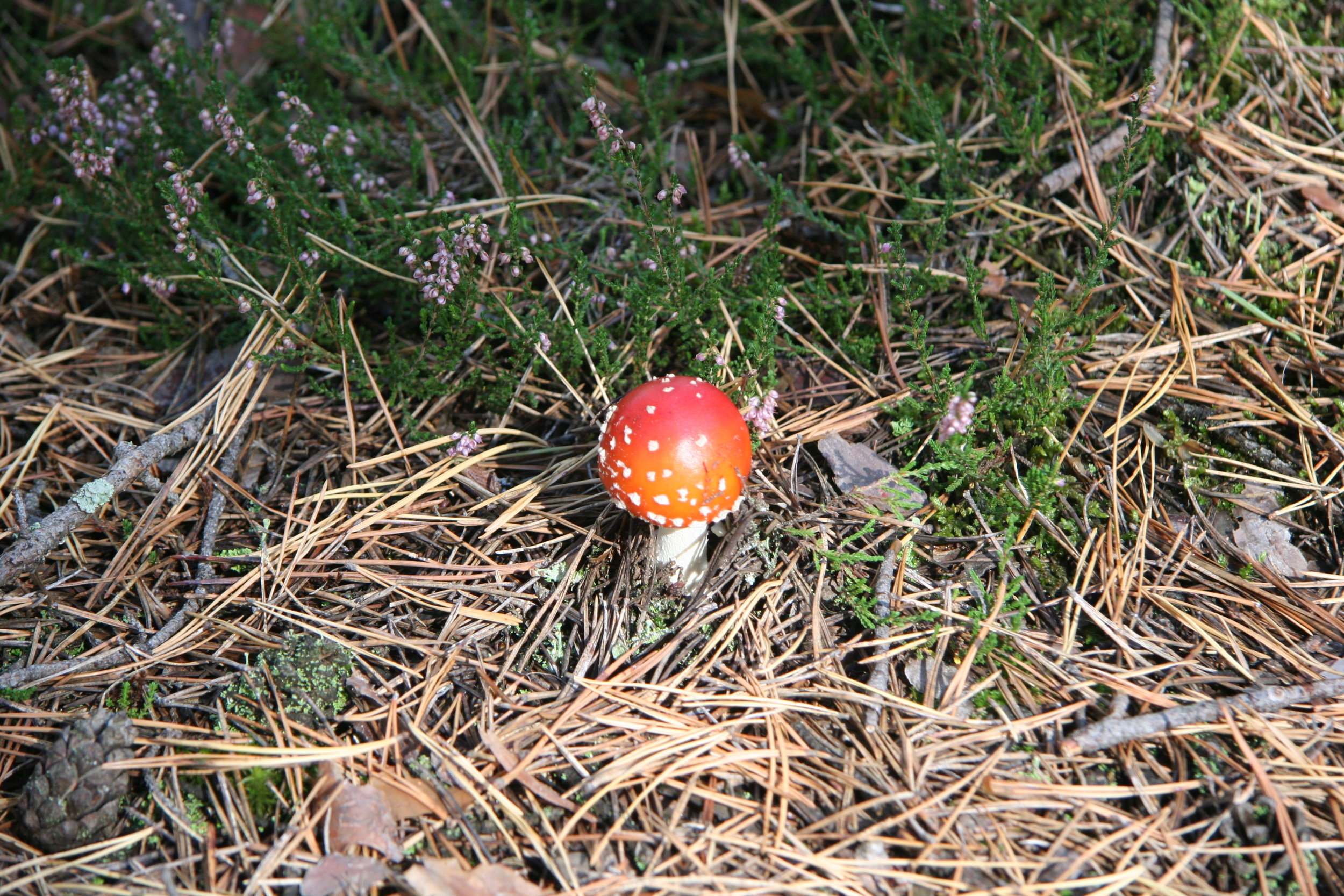  Radioactive mushroom in Red Forest 