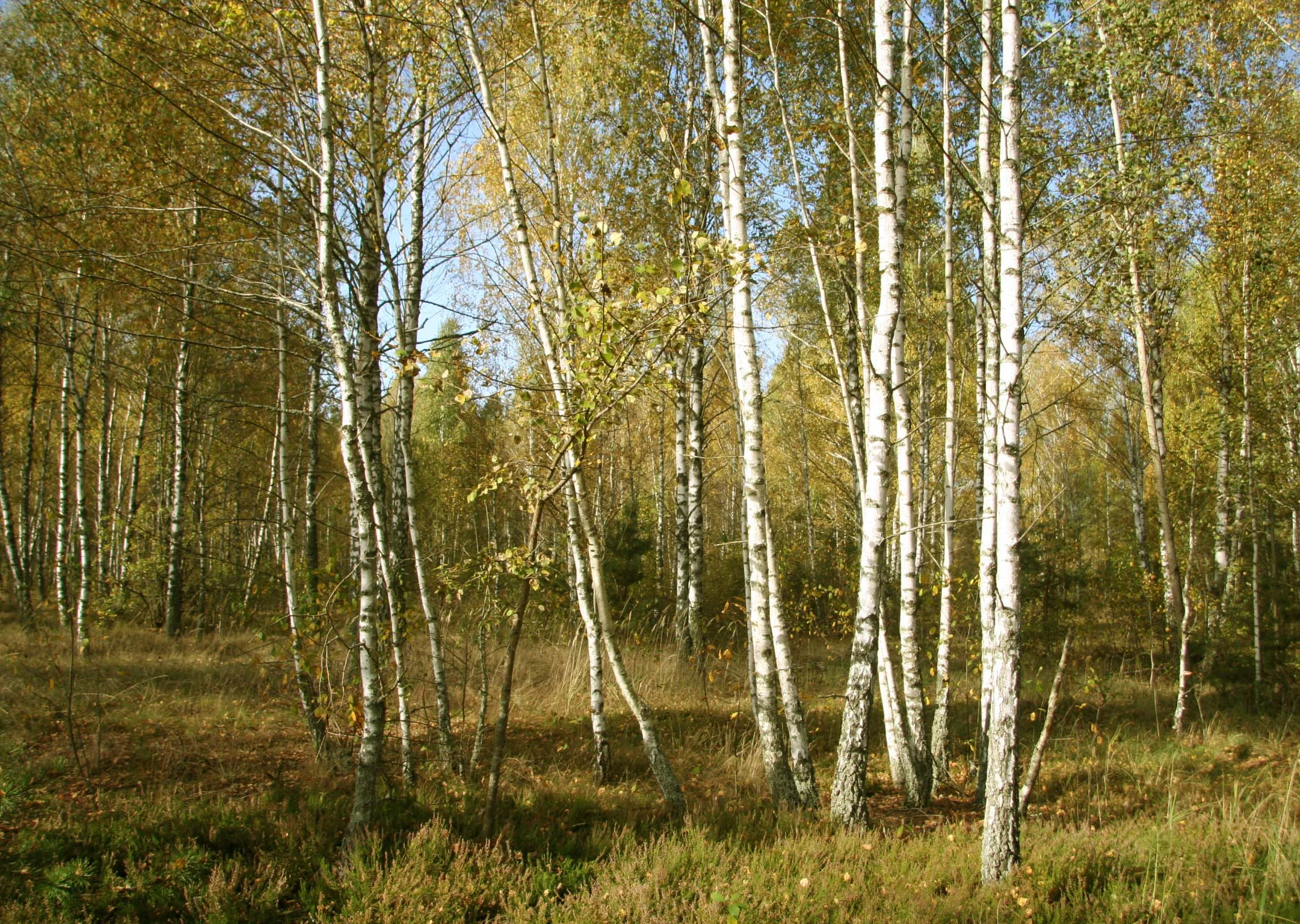 Birch forest near No. 4 nuclear power plant
