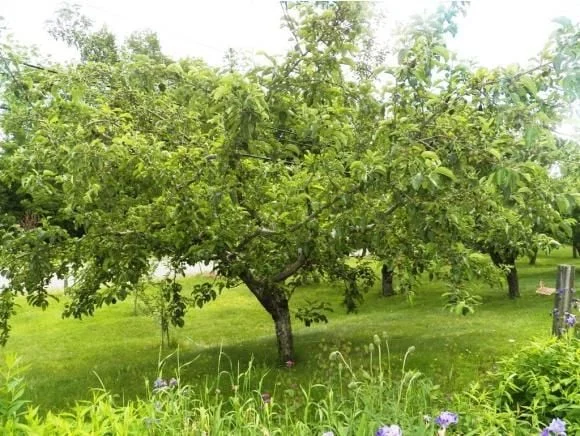 orchard.jpg