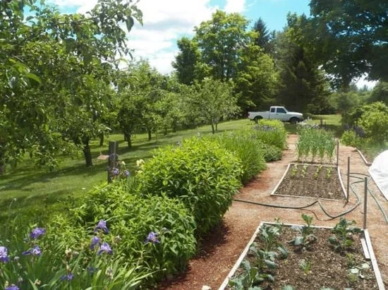 garden.jpg