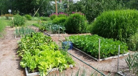 garden2.jpg
