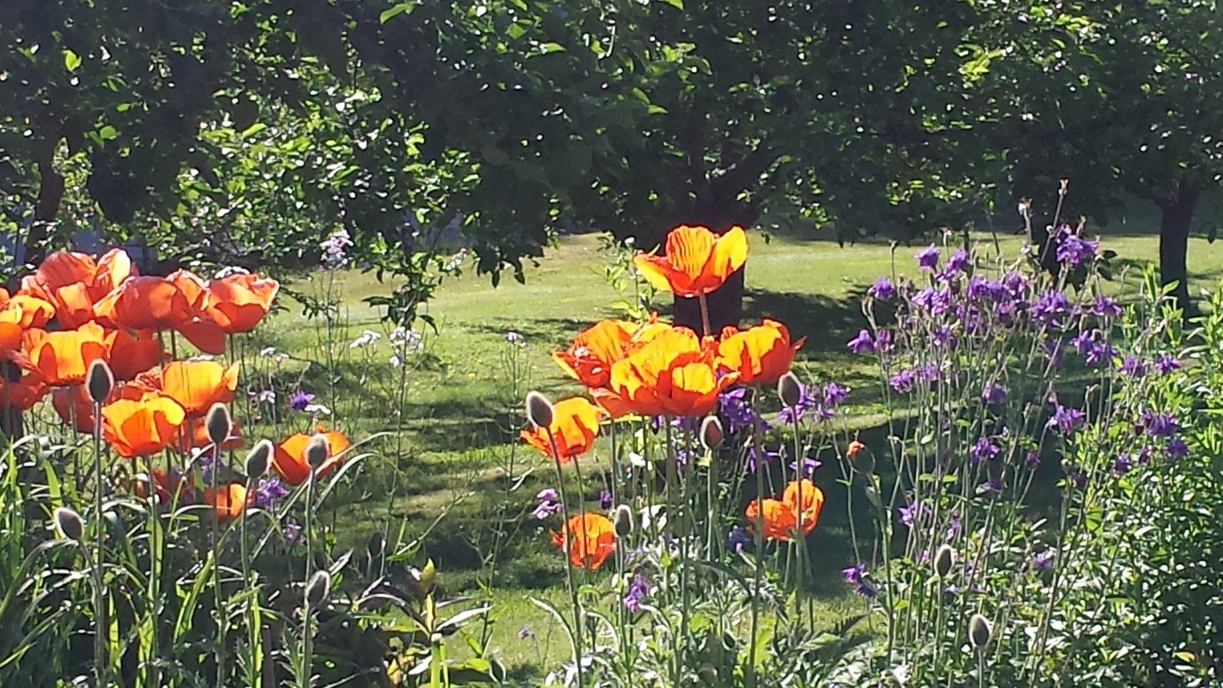 poppies.jpg
