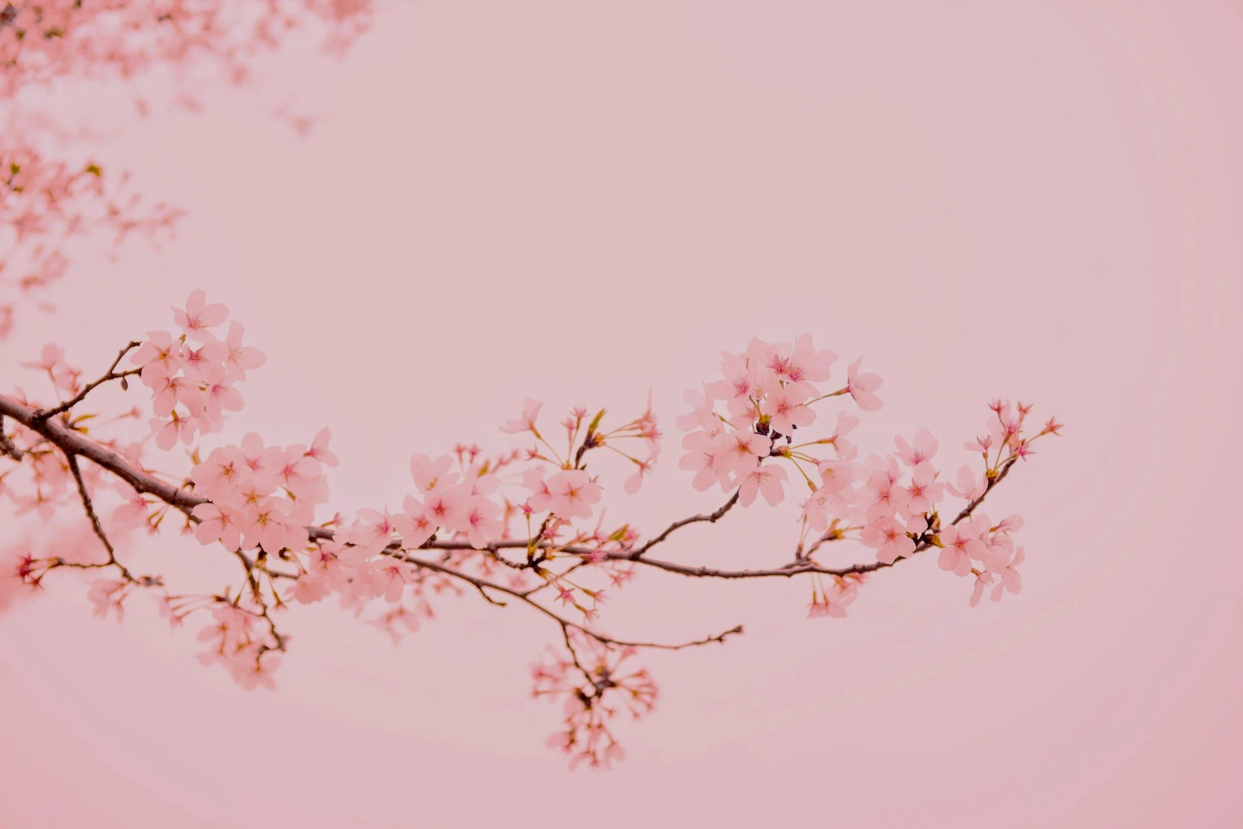 unsplash-image-pkpqoBp11Jc.jpg
